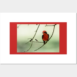 Little Red Beauty - Vermilion Flycatcher Posters and Art